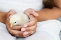 Girl Holding a White Brahma Chick Royalty Free Stock Photo