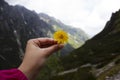 The girl is holding a yellow dandelion flower in her hands against the background of the mountains Royalty Free Stock Photo