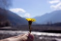 The girl is holding a yellow dandelion flower in her hands against the background of the mountains, a beautiful view of the canyon Royalty Free Stock Photo