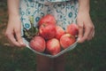 Girl holds apples in skirt hemline Royalty Free Stock Photo