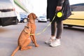 girl holds a beautiful dog on a leash while walking through the streets of the city