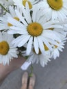 The girl holds a bouquet of wild flowers in her outstretched hand.  Big daisies.  Shot from above against the background of paving Royalty Free Stock Photo