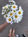 The girl holds a bouquet of wild flowers in her outstretched hand.  Big daisies.  Shot from above against the background of paving Royalty Free Stock Photo