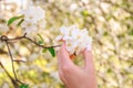 Girl holds a branch of blossoming apple tree in her hands. Close up of beautiful female hands holding a branch of blossoming fruit Royalty Free Stock Photo