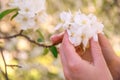 Girl holds a branch of blossoming apple tree in her hands. Close up of beautiful female hands holding a branch of blossoming fruit Royalty Free Stock Photo