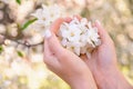 Girl holds a branch of blossoming apple tree in her hands. Close up of beautiful female hands holding a branch of blossoming Royalty Free Stock Photo