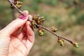 Girl holds a branch in her hand. Early spring, buds swelled and spreads first leaves of fruit tree, cherry Royalty Free Stock Photo