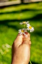 the girl holds a chamomile in her hand. Health and beauty concept. Copy space Royalty Free Stock Photo