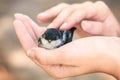 A nestling in the hands of a girl. care of the mother. Royalty Free Stock Photo