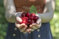 Girl holds full palms of ripe red sweet cherries.