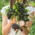 Girl holds in hands clusters fruit black elderberry in garden Sambucus nigra. Elder, black elder. Royalty Free Stock Photo