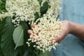 Girl holds in hands elderberry flowers in garden Sambucus nigra. Elder, black elder flowers. Royalty Free Stock Photo