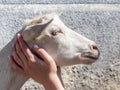 The girl holds in her hands the head of a kid, goatling, love for animals