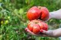 The girl holds in her hands two large tomatoes on the background of the beds. Growing a crop in a summer cottage. Copy space for