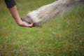 Girl holds a hoof of horse