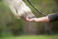 Girl holds a hoof of horse