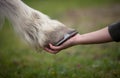 Girl holds a hoof of horse