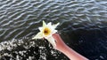 A girl holds a lotus flower above the water. Hand close-up.