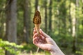 A girl holds Morchella conica in her hand in the forest. Blur background for inscription