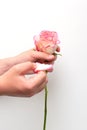 girl holds one carnation in her hand on a white background Royalty Free Stock Photo