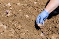 The girl holds a potato in her hand and plants it in the ground. Growing potatoes in the open ground.