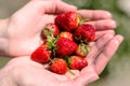 The girl holds a ripe juicy strawberry in her hands. Strawberry from his garden. Royalty Free Stock Photo