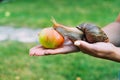 A girl holds a snail and an apple by two her hands on the street. The pedigree snail slowly crawls to the apple Royalty Free Stock Photo