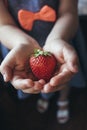 Girl holds the strawberry in her hands Royalty Free Stock Photo