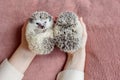 Girl holds two cute hedgehogs in her hands. Portrait of pretty curious muzzle of animal. Favorite pets. Atelerix