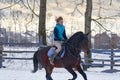 A girl on a horse jumps gallops. A girl trains riding a horse in a small paddock. A cloudy winter day Royalty Free Stock Photo