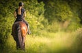 Girl horse rider on the green field. Trees in the background. Equestrian theme