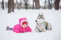 Girl Husky in the snow in the forest