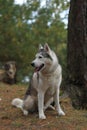 A girl with a husky walks in the forest.