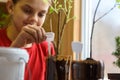 A girl inserts indicative plates for seedlings into plastic bottles with seedlings of berry bushes Royalty Free Stock Photo