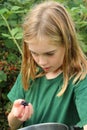 Girl inspecting a blackberry