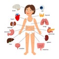 Girl internal organs. Female human internal organs on girl body infographic diagram for childrens education