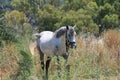 horse white grey Royalty Free Stock Photo