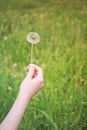 the girl keeps a blooming dandelion on the background of green grass, spring and summer season, the concept of pollen allergy and