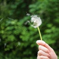 The girl keeps a blooming dandelion on the background of green grass, spring and summer season, the concept of pollen allergy and