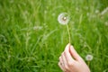 the girl keeps a blooming dandelion on the background of green grass, spring and summer season, the concept of pollen allergy and