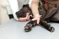 The girl keeps her dog breed pit bull terrier on the procedure at the table at the vet