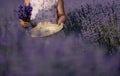girl lavender field in a pink dress holds a bouquet of lavender on a lilac field. Aromatherapy concept, lavender oil Royalty Free Stock Photo