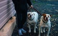 Girl  on a leash two large fighting dogs Royalty Free Stock Photo