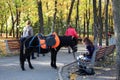 A girl with a little pony sitting on a bench in the Park in the autumn arranged Park in autumn Kirov Park Novosibirsk summer 2018