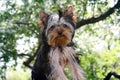 Girl and little Yorkshire Terrier Royalty Free Stock Photo