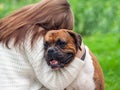 Girl with long brown hair and a white sweater hugs a dog breed of a German boxer