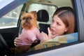 Girl with long hair in a black jacket and a small dog in pink clothes near window of a car Royalty Free Stock Photo