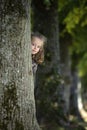 Girl looking from behind a tree