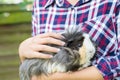 Close Up Of Girl Looking After Pet Guinea Pig Royalty Free Stock Photo