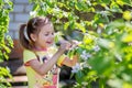 The girl looks at the blossoming quince tree branch Royalty Free Stock Photo